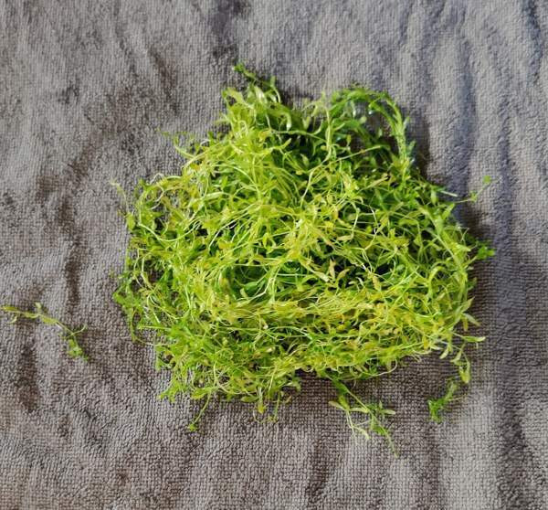 Viuhkahelmiruoho Pori - valokuva 2