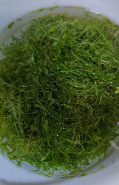 Viuhkahelmiruoho Pori - valokuva 1