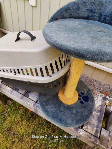 Marsulle kissalle tai pienelle koiralle Pyhäjoki - valokuva 2