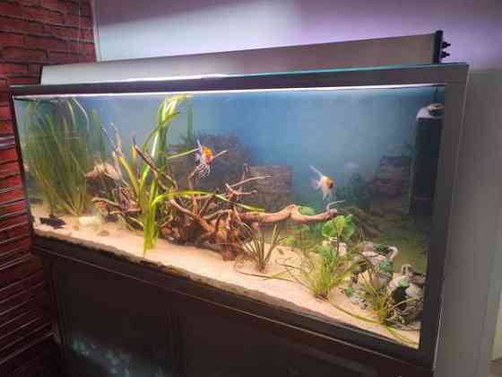 Akvaario 350 L ja tukeva alusta Loviisa