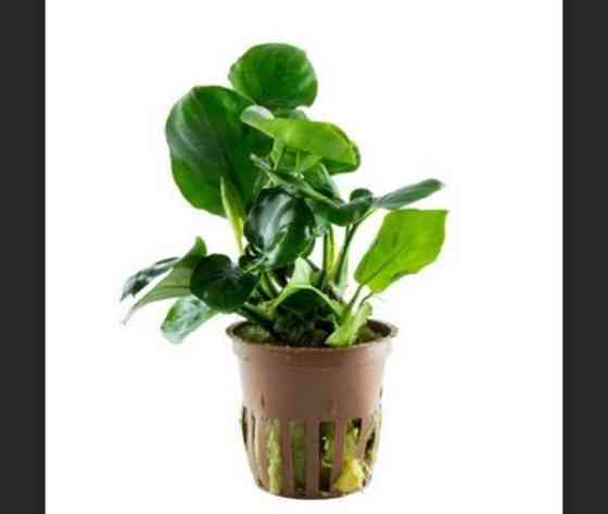 Akvaarion kasvit Helsinki