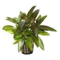 Akvaarion kasvit Helsinki - изображение 4