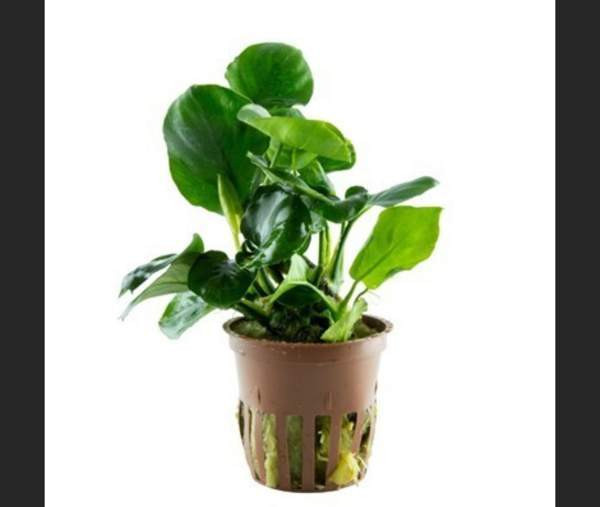 Akvaarion kasvit Helsinki - изображение 3