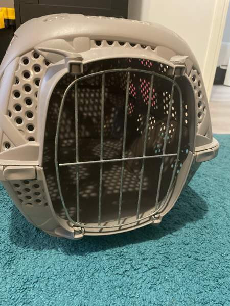 Kissan kantokoppa Espoo - valokuva 2