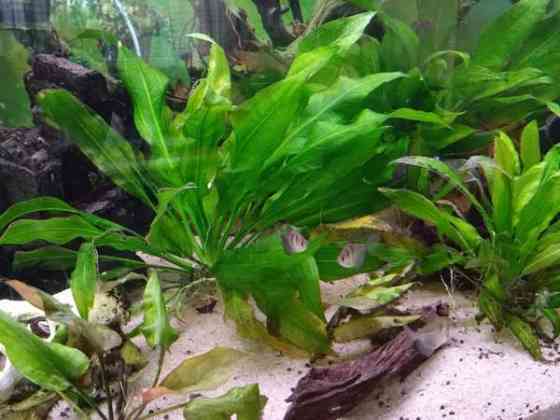 640l akvaario tarvikkeineen ja kaloineen Ii