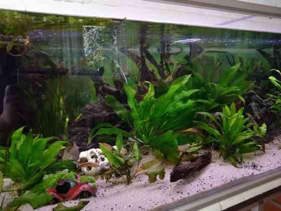 640l akvaario tarvikkeineen ja kaloineen Ii