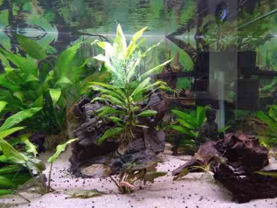 640l akvaario tarvikkeineen ja kaloineen Ii