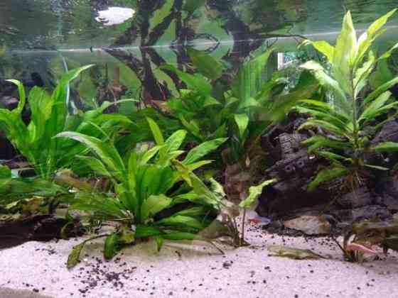 640l akvaario tarvikkeineen ja kaloineen Ii