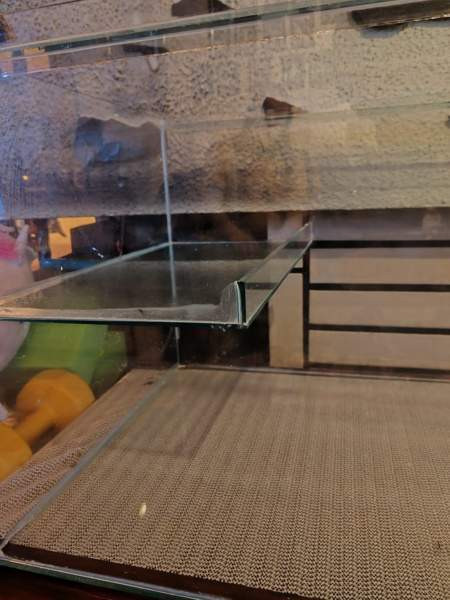 Gerbiilin häkki Janakkala – foto 2