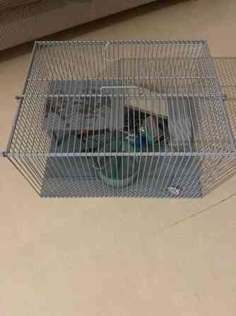 myydään jyrsiä häkki Вантаа