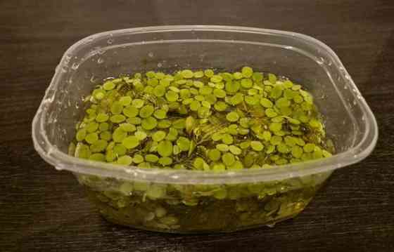 Kellussaniainen Kajaani