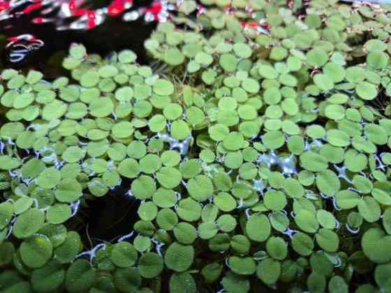 Kellussaniainen Kajaani