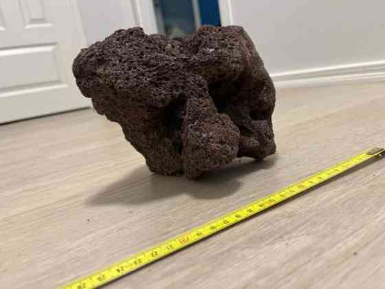 Akvaariokoriste Pirkkala