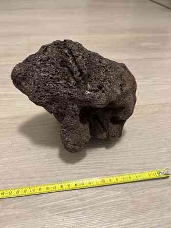 Akvaariokoriste Pirkkala