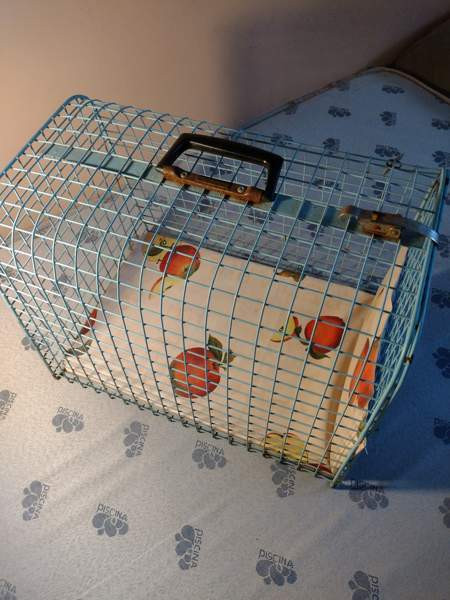 Kissan kuljetuslaatikko Kangasala – foto 2