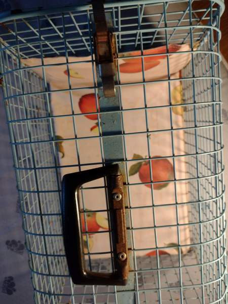 Kissan kuljetuslaatikko Kangasala – foto 4