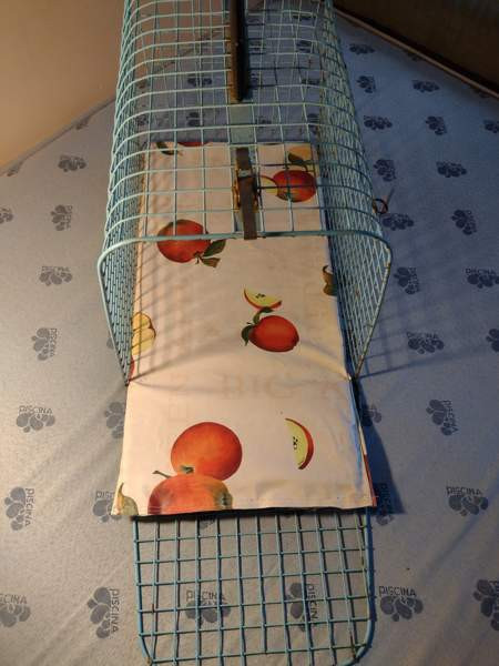 Kissan kuljetuslaatikko Kangasala – foto 3