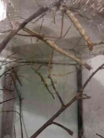 Annetaan sauvasirkat ja akvaario. Loppi