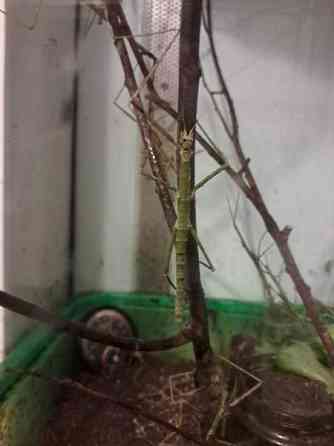 Annetaan sauvasirkat ja akvaario. Loppi