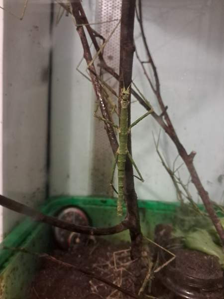 Annetaan sauvasirkat ja akvaario. Loppi – foto 2