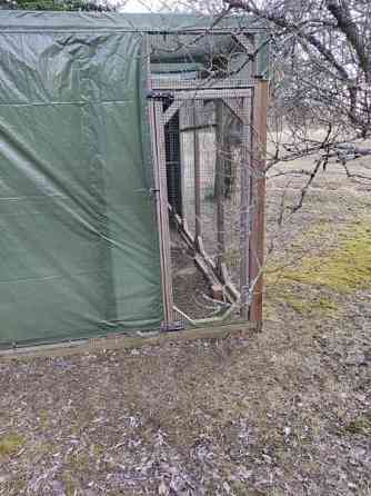 Myydään kolli-kissa tarha moneen käyttöön Kouvola