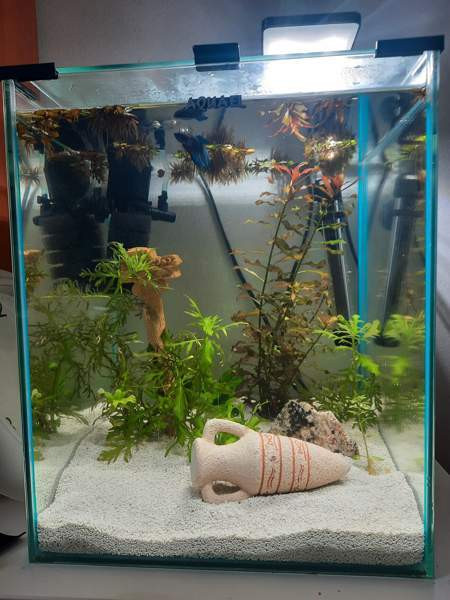 Nanoakvaario Aquael 30l Shrimp set Espoo – foto 5