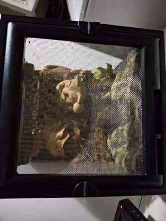 Exoterran terraario Alavus