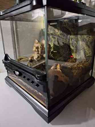 Exoterran terraario Alavus