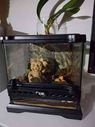 Exoterran terraario Alavus