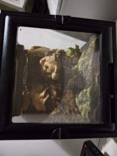 Exoterran terraario Alavus - valokuva 3