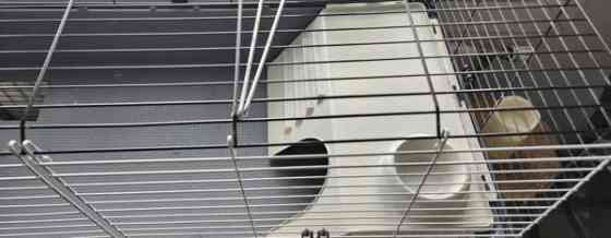 Marsun häkki Helsinki