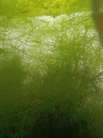 Akvaariokasveja Oulu