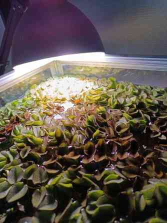 Akvaariokasveja Oulu