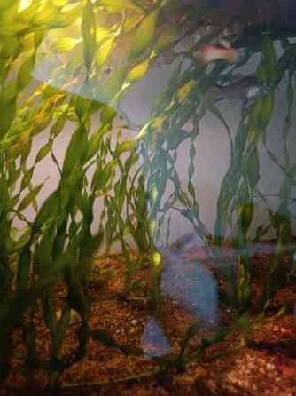 Akvaariokasveja Oulu