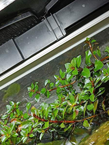 Akvaariokasveja Oulu - photo 3