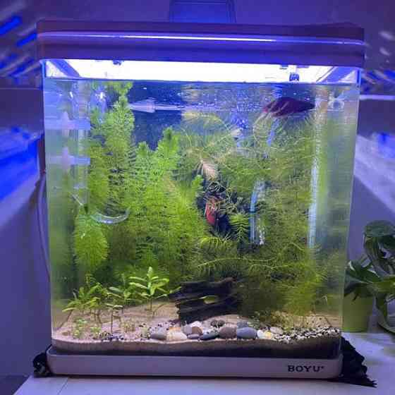 Akvaario ja kala Turku