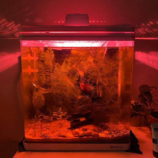 Akvaario ja kala Турку - изображение 3