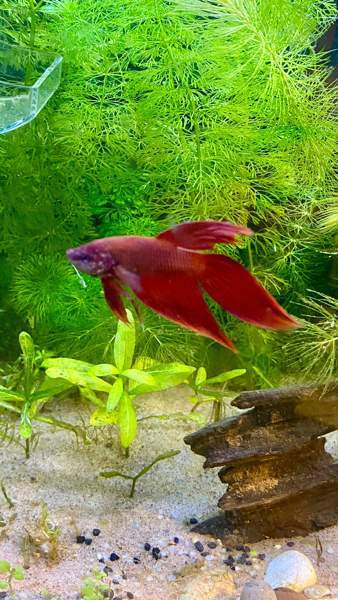 Akvaario ja kala Турку - изображение 4