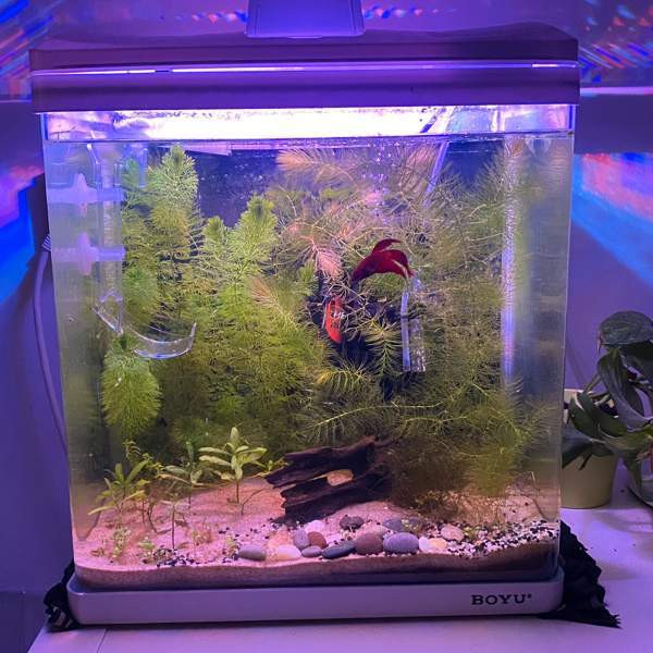 Akvaario ja kala Турку - изображение 2