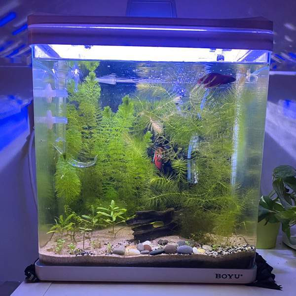 Akvaario ja kala Турку - изображение 1