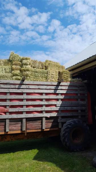 Heinä paaleja Laitila - valokuva 1