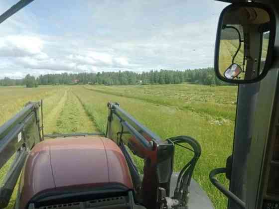 Olisi vielä vähän kuivaa heinää tarjolla Muhos