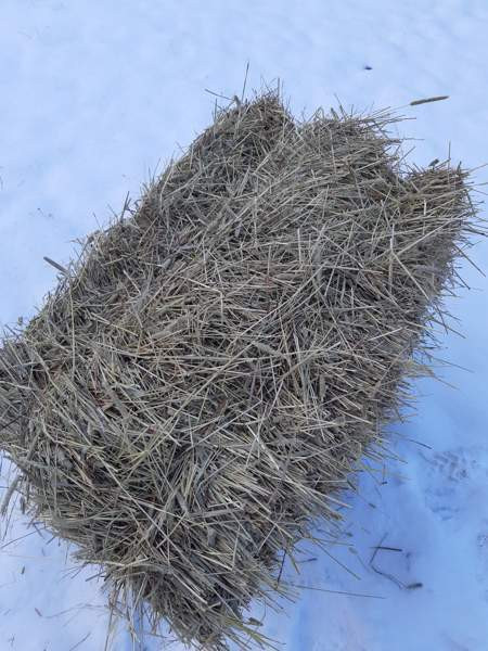 Kuivaa heinää pikkupaalissa Akaa - изображение 2