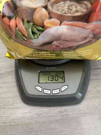 Golden eagle puppy Tampere