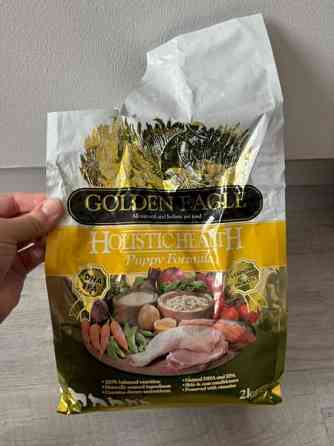 Golden eagle puppy Tampere