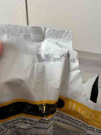 Golden eagle puppy Tampere