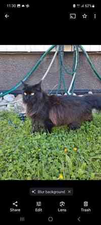 Kissalle väliaikainen hoitokoti Turku