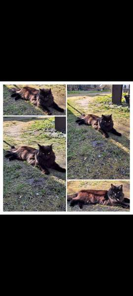 Kissalle väliaikainen hoitokoti Turku – foto 1