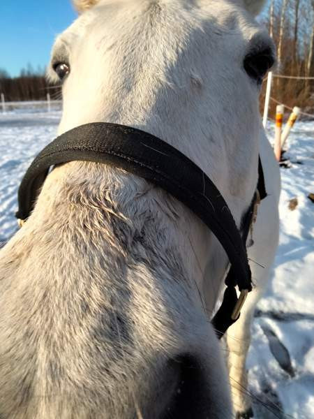 Ostetaan 15" satula Оулу - изображение 1