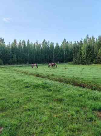 Laidunpaikka ruunalle Lapua